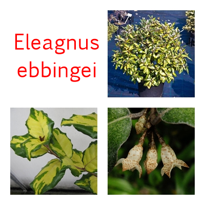 Eleagnus ebbingei